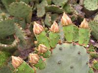 Opuntia Haematocarpa (fam Cactacees) (Sud des USA) (02) (Photo F. Mrugala)